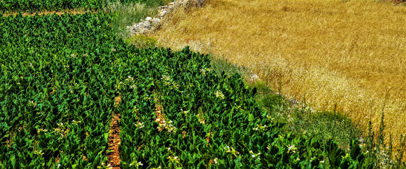 Microaspersão para Horta